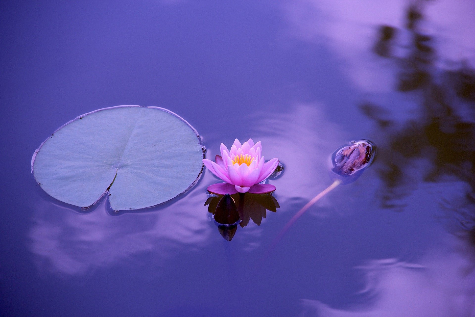 breathing_calm_down_meditation_yoga_zen_lotus
